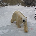 旭川動物園北極熊2.JPG