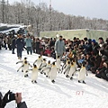 旭川動物園企鵝1.JPG