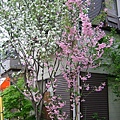 補上一張06/04/14在通學路上照的漂亮櫻花照