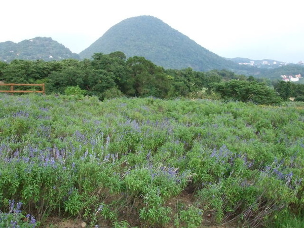 一大片鼠尾草