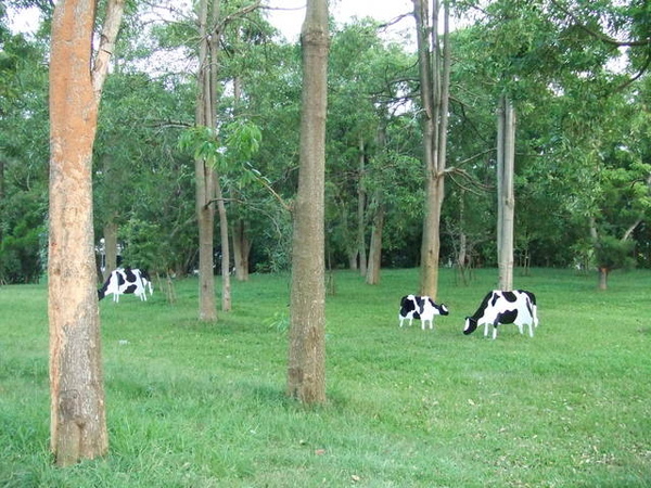 草皮上放了幾隻假牛，好好笑