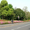 公園內雖沒櫻花，但卻開了其他也很漂亮的花朵