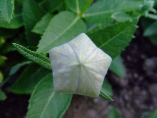 小紫花先是青色的花苞，好可愛喔～是星形耶