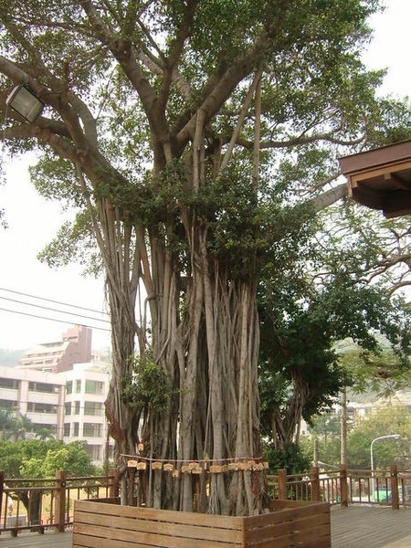 跟日本神社前的大樹一樣，掛滿了繪馬的古蹟大樹