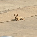 雄鎮北門廣場上的可愛小流浪狗，好像ㄚ兜呦～口愛！