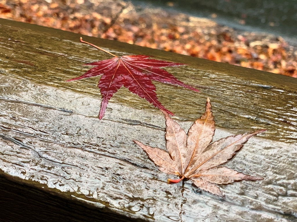 欄杆上的楓葉