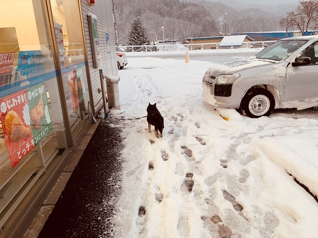 狗狗在雪地中