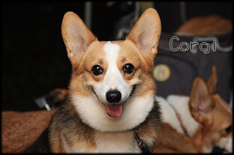 第四批三寶飯Corgi.bmp