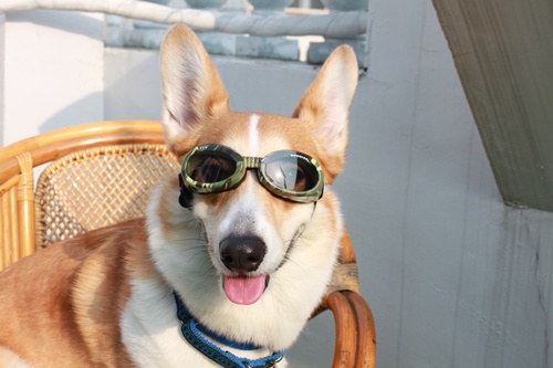 抗夏大作戰 Doggles 100 抗uv太陽眼鏡 柯基犬 豆子發芽了 痞客邦 抗夏大作戰 Doggles 100 抗uv太陽眼鏡 柯基犬 豆子發芽了 痞客邦