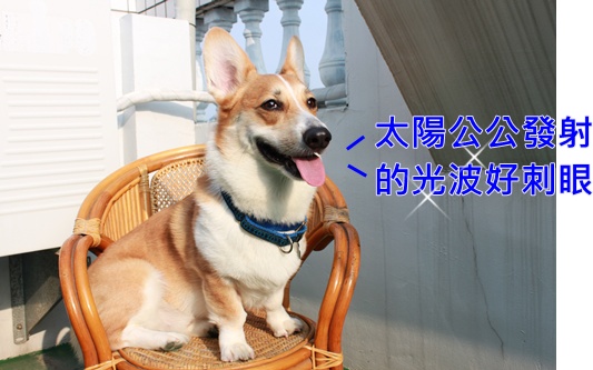 抗夏大作戰 Doggles 100 抗uv太陽眼鏡 柯基犬 豆子發芽了 痞客邦 抗夏大作戰 Doggles 100 抗uv太陽眼鏡 柯基犬 豆子發芽了 痞客邦