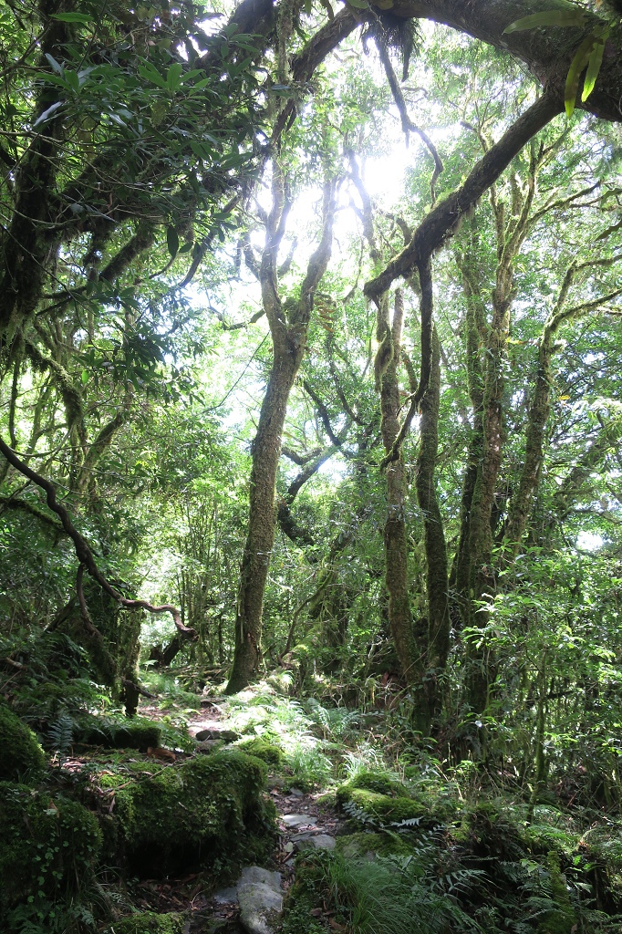 1090806-08能高越嶺古道  (148).jpg