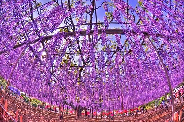 足利花卉公園.jpg 足利花卉公園.jpg