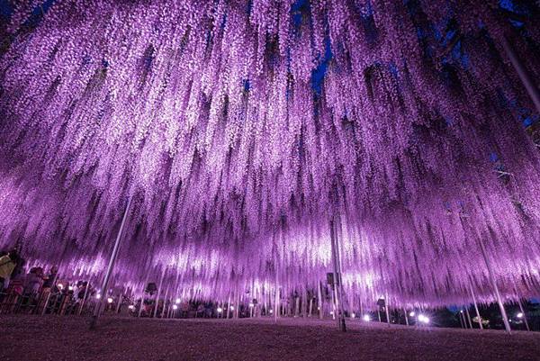 足利花卉公園1.jpg 足利花卉公園1.jpg