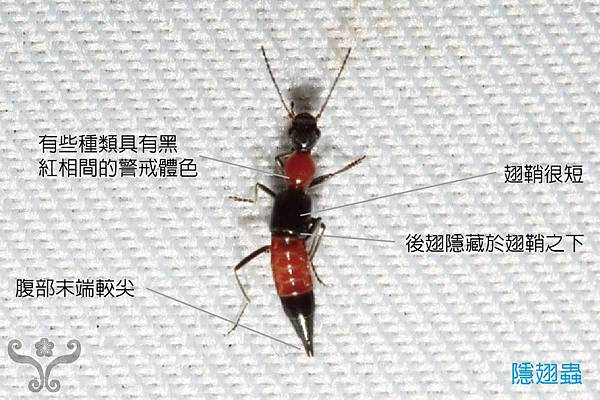 Let's 探索家中昆蟲 Let's 探索家中昆蟲