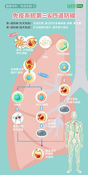 免疫系統藏巨大奧妙 你的身體怎樣抗菌、抗病毒health3.jpg