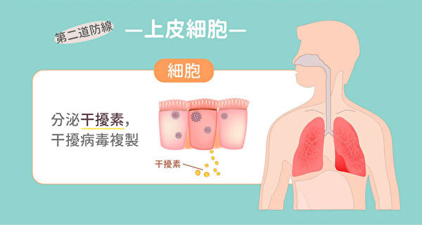 免疫系統藏巨大奧妙 你的身體怎樣抗菌、抗病毒health1-2.jpg