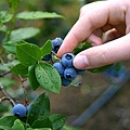 blueberries-6f5092da49bba86a7966ec0b6828486434f3745a-s900-c85.jpg