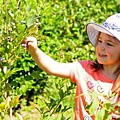 Blueberry-Picking.jpg