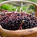 elderberries1.jpeg