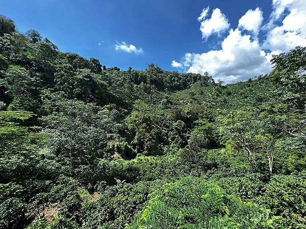 2023雲南遊&nbsp;遊記篇&nbsp;Day 4&nbsp;普洱