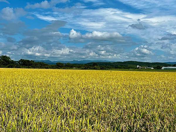 2023北海道遊 遊記編 Day  4 旭岳至美瑛