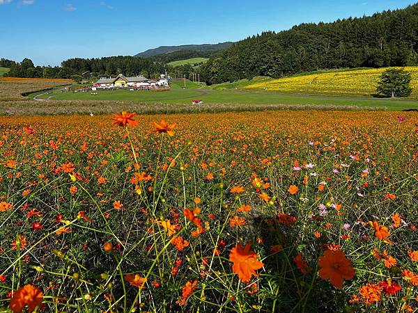 2023北海道遊 遊記編 Day  4 旭岳至美瑛