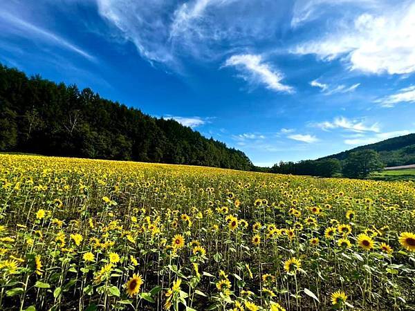 2023北海道遊 遊記編 Day  4 旭岳至美瑛