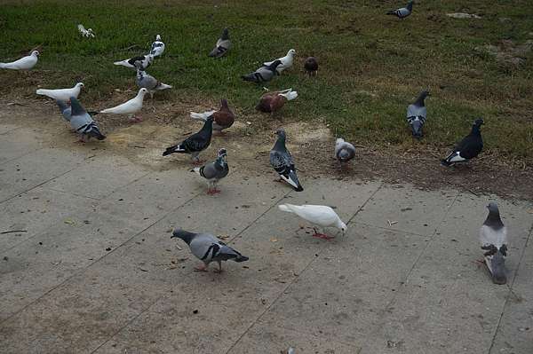 高雄鳳山旅 隱身於城市中的忘憂森林 大東濕地公園 企鵝豆油揪愛呷 痞客邦
