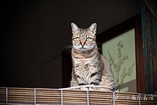 ＪＯ視愛動物in台中（網）-13.jpg