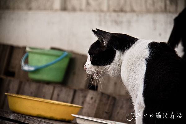 ＪＯ視愛動物in台中（網）.jpg