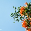 花漾 - 橘瑟-2.jpg