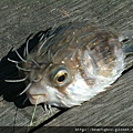 2005/10 Queenscliff-pufferfish.JPG