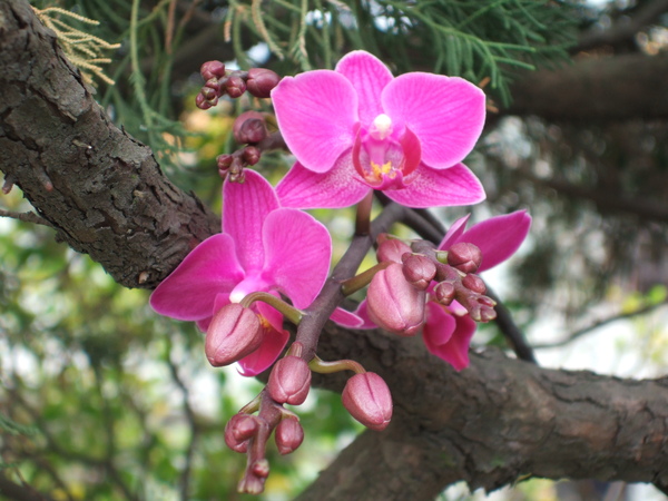 花園還有蘭花喔.JPG