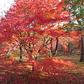 20091114.jpg