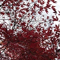 20091110.jpg