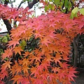 20091111.jpg