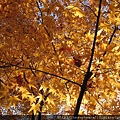 20091117.jpg