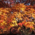 20091113.jpg
