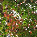 20091119.jpg