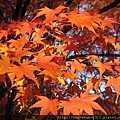 20091115.jpg