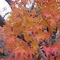 20091107.jpg