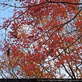 20091109.jpg