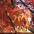 20091106.jpg