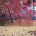 20091112.jpg