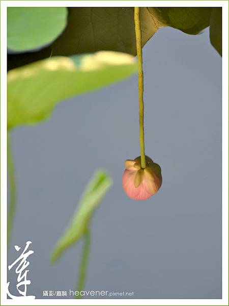 植物園‧蓮 / 塵襲攝影