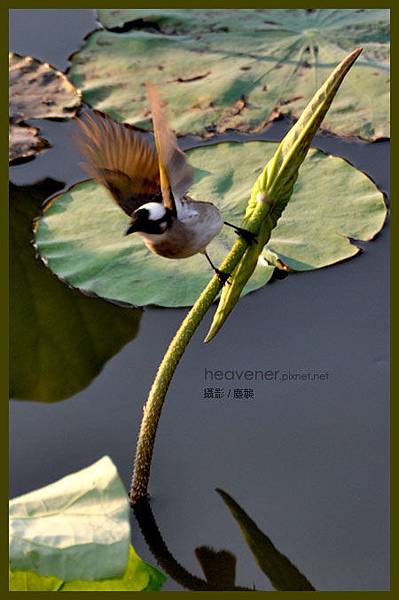 植物園白頭翁 / 攝‧塵襲