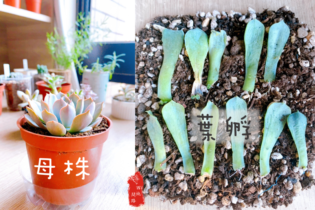 多肉植物繁殖 葉孵 葉插 多肉新手指南 景天科 百合科 西施問路 痞客邦