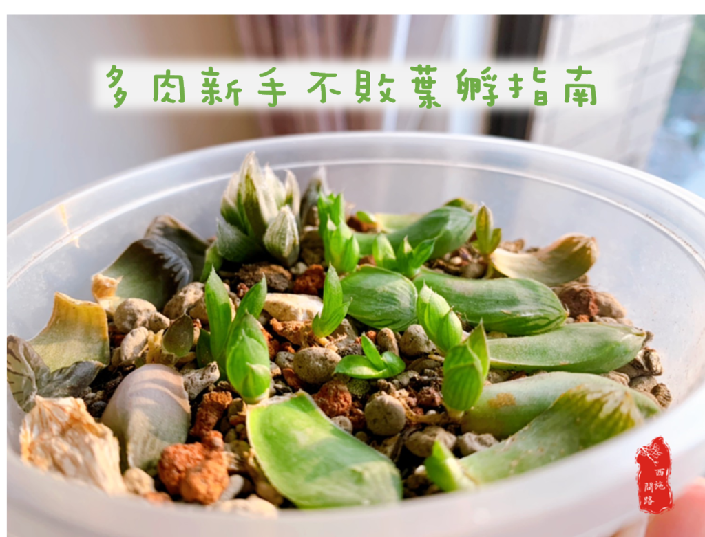多肉植物繁殖 葉孵 葉插 多肉新手指南 景天科 百合科 西施問路 痞客邦
