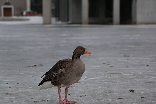 IMG_9862.JPG IMG_9862.JPG