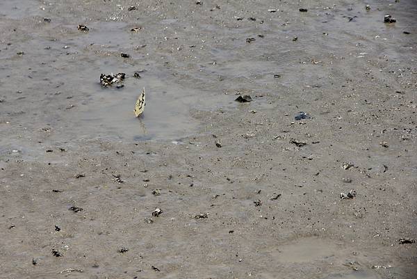 沙子內有好多小蝦蟹小魚